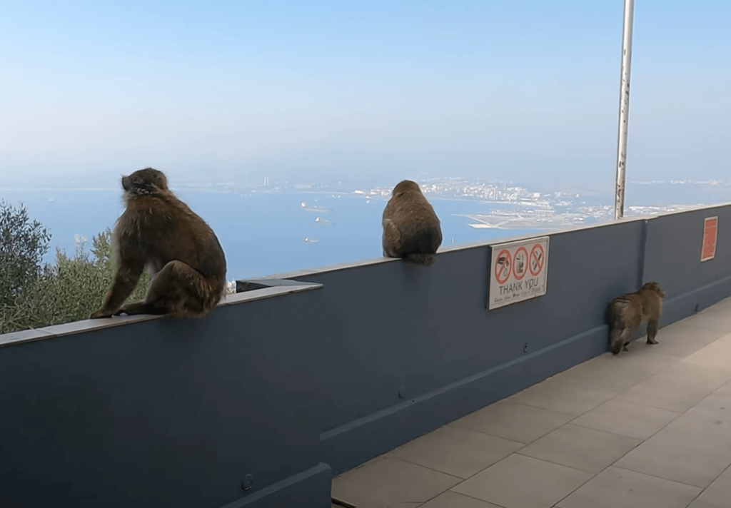watch gibraltar monkeys